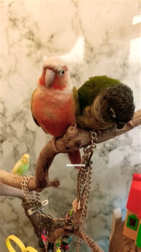 Adorable Conures Marble and Goldie's Cute Moments Caught up on Camera 😍🦜✨ #vibrantbirds #cutepets