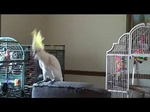 Dancing parrot, A special fan of Michael Jackson | Birds Universe