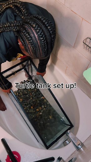 Double Turtle Tank Setup: Red-Eared Slider Care Guide