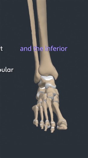 🦶 Ankle Joint Anatomy This video explains the joints that form the ankle joint, focusing on the articulation between the tibia, fibula, and talus. 💡 A clear look at how these structures work together to provide stability, mobility, and function in the foot and ankle. 🎥 Part of the Anatomy content on Physiopedia Plus. 👉 Learn more: https://members.physio-pedia.com/why-physioplus/ #AnkleJoint #JointAnatomy #FootAndAnkle #AnklePain #PhysiopediaPlus #Physiotherapy #MSKCare | Physiopedia