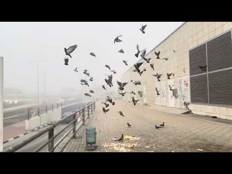 Qatar Weather Fog Today | Doha Fog Alert & Visibility Update