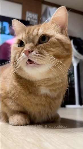 The result of asking Deokbae the same question every day for 4 years💬