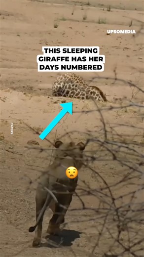 The giraffe, fast asleep, didn’t notice the predator watching her 😣 | The Kiwi