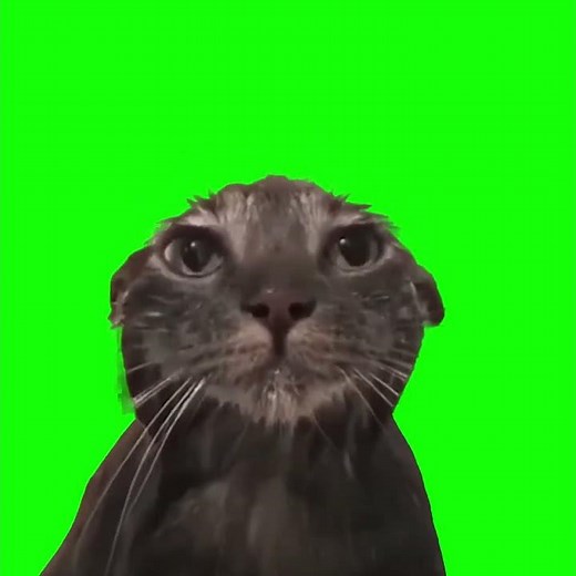 wet cat staring at camera green screen