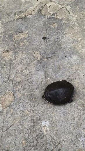 ** Tortoise are playing in open file ##