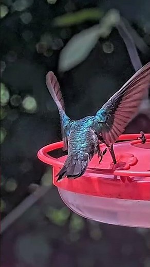 Black-throated Mango Makes A Rare Visit To The Panama Hummingbird Feeder Cam