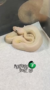 Ultimate vegan snake update! #reels #ballpython #cute #reptile #fblifestyle | The Molinaro Snake Lab