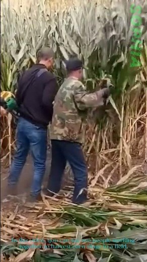 Two-Person Team Harvests Corn Silage | Manual Forage Cutting & Piling