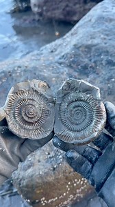 45K views · 1.8K reactions | Here is a limestone rock that we found...