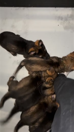 73 reactions · 7 comments | Night time routine with the 7 week old litter. #germanshepherds #puppies #defcon #kennels #southaustralia | Dog Club | Facebook