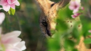 You have 20/20 vision and a creative mind if you spot the bird in 5 seconds