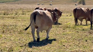 Strength, fertility and adaptability. #blackoxfarming #boran #farming #agriculture | Black Ox Farming