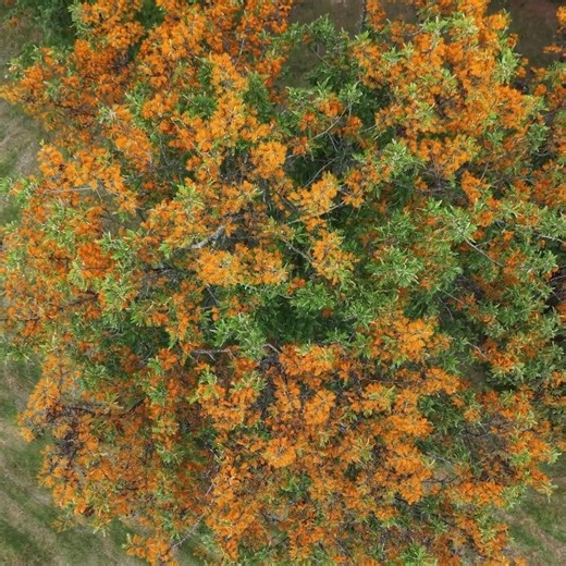 Have you ever seen a Grevillea robusta this stunning? Also known as Silky Oak, these large native grevilleas are neither an oak nor are they silky. Someone better tell the CFA because you're going to need BAL rated sunglasses to look at these for too long, with masses of flame orange flowers lighting the canopy ablaze with colour. I hope you enjoy the video, be sure to give us a like and a share and if you like this sort of content please let me know. Evan Enbom AQF 5 Arborist South Gippsland Tr