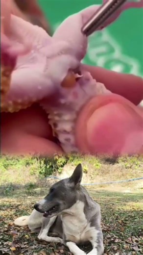 Baby Chameleon Infection Removal | Satisfying Vet Rescue#animalrescue #animals 🦎💚