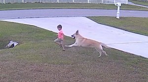 Heroic moment German Shepherd saves boy from neighbour's dog