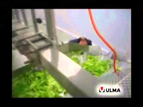 Fresh cutted lettuce packaging in vertical machine (VFFS) ready for consumption
