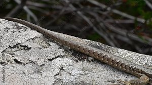 Common wall lizard (Podarcis muralis) on rock basking in the sun and walking away