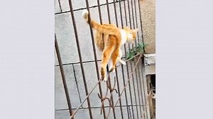 Un chat marche « dans » un grillage