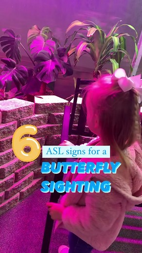Seis signos de ASL para mariposas: enseñanza divertida