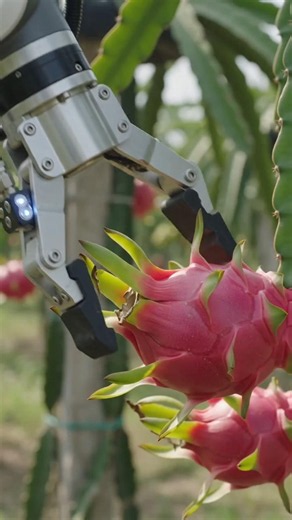 Harvesting Dragon fruit with Mordern Machines
