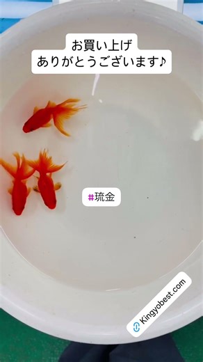 【#琉金】2026/05/17 お買い上げありがとうございます!!＃京阪錦鯉センター金魚