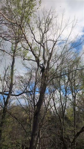 Sidelines Tree #3 - The Big One!