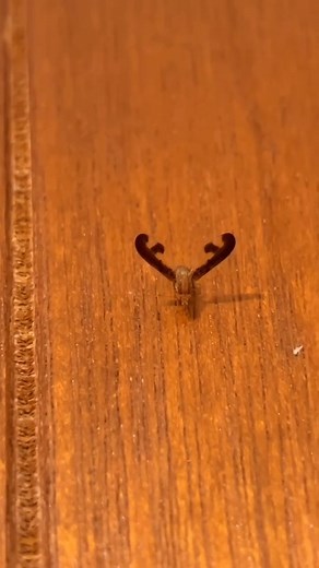 Snagbug on Instagram: "Upon first glance of this peculiar insect, one might think that a tiny deer or caribou had entered their house. Instead, this is actually an antlered flutter fly which has unique markings on its wings that give it the appearance of antlers at the frontal view. Definitely one of the strangest appearances I've seen. As a relatively rare type of fly, there is quite little information regarding these odd looking fellas. Not even the larval food source is for certain. They are 