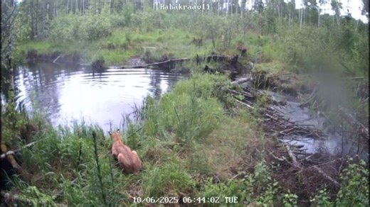 Kobras ja ilves | David Hetherington