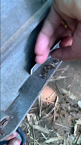 Heartbreaking Worker Bee Loss 🐝💔 | Pesticide Poisoning #shorts