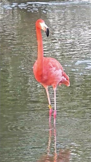 beautiful flamingo