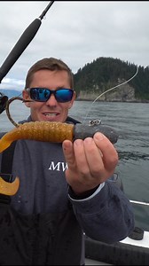 Giant alaskan sea dragon! #alaska #lingcod #fishing | Landshark Outdoors