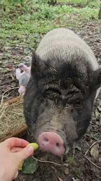 Happy Birthday, Tango & Daggi