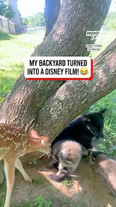 4.2M views · 156K reactions | This looks like a scene from a movie, the animals are ADORABLE  | Memezar | Facebook