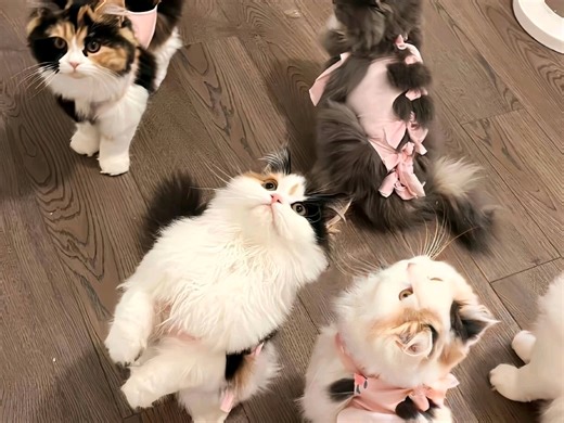 自制sub 加速加快出单 超多客户咨询 订单暴涨 赚超多金钱 商品流量极佳 客户秒下单