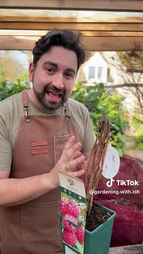 Easiest Ways to Grow Raspberry Plants in the UK