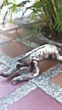 sloth running as fast as he can (colombia)
