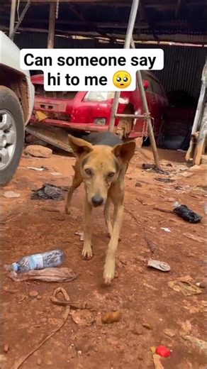 someone say hi to me 🥺 if you love me #dogs #feelsgoodman #dogimpossible