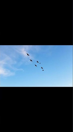 The Beauty of Flight – Birds in Slow Motion