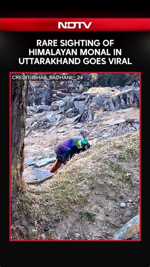 Rare Sighting Of Himalayan Monal In Uttarakhand Goes Viral