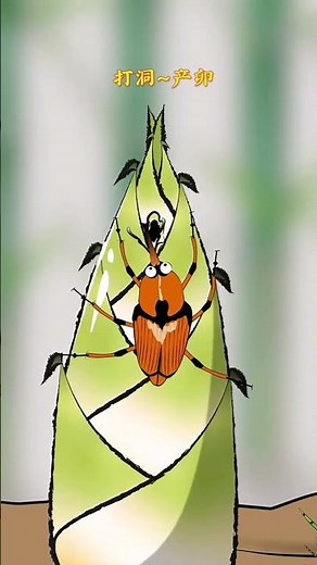 The larvae of the bamboo weevil are parasitic on bamboo shoots. The larvae of the bamboo weevil