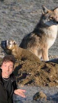 Coyotes and Badgers
