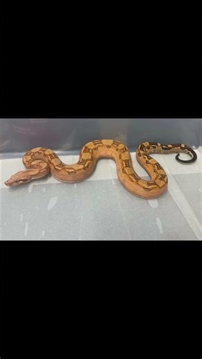L224-04 Aztec Fire Het VPI PH Carbon Female