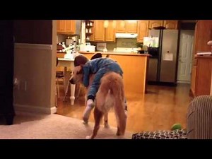 Rodeo riding the dog