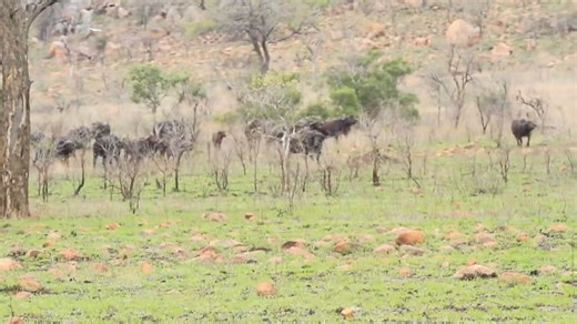 Two young male lions hunting unsuspecting herd of buffalo. They grabbed the buffalo calf, but watch as the hunter becomes the hunted #reels #trend #video #travel #nature #reelsfb #Amazing #wildlife #africa #viral #life #trending #reels #AfricanBushKingdom | African Bush Kingdom