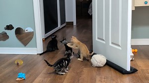 I put up the dangly mouse toy (it's a toy mouse on a bungee cord, hanging from a hook clamped to the top of the doorway) and the kittens liked it QUITE a bit. | Love & Hisses
