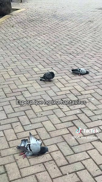 Hantavirus en España: noticias y precauciones actuales