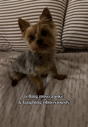 Funny Joke for Your Teacup Yorkie