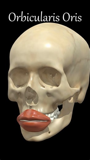 Dr Tim Pearce on Instagram: "The orbicularis oris is far more complex than it first appears. What injectors need to know: It’s not a simple sphincter, it’s formed from four embryological muscles that converge around the mouth. Function: controls lip movement (narrowing, whistling, speech, expression). Clinical uses for toxin: • Soften perioral lines (upper & lower lip lines). • Lip flip technique – relaxing fibers at the vermilion border can subtly evert the lip for more show. • Creates a gentle