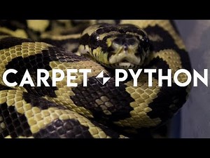 BEAUTIFUL Jungle Carpet Python!