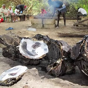 LA CASAMANCE À TRAVERS L'UNE DES PLUS BELLES FORMATIONS DE MANGROVE DU SÉNÉGAL La mangrove de palétuviers de la Casamance est un lieu chargé de mystères et de légendes. Dans cet écosystème vit une quantité incroyable d’espèces végétales et animales. Huîtres, poissons, crustacés et oiseaux viennent s’y reproduire. Cette biodiversité est indispensable à la vie des communautés de la région. Elle constitue une grande richesse pour tous les amoureux de la nature. #Casamance #Senegal #Mangrove #Bolong
